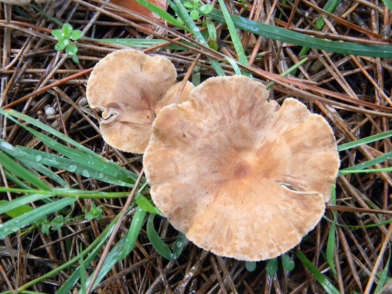 7) Fotogr.il.19.11.2016.sotto pineta marina con Leccio