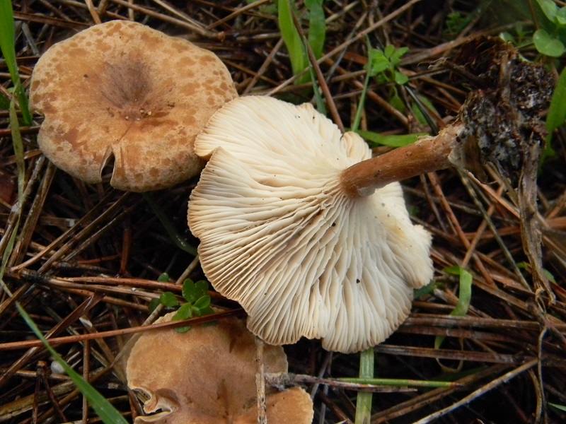 7) Fotogr.il.19.11.2016.sotto pineta marina con Leccio