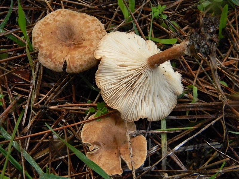 7) Fotogr.il.19.11.2016.sotto pineta marina con Leccio