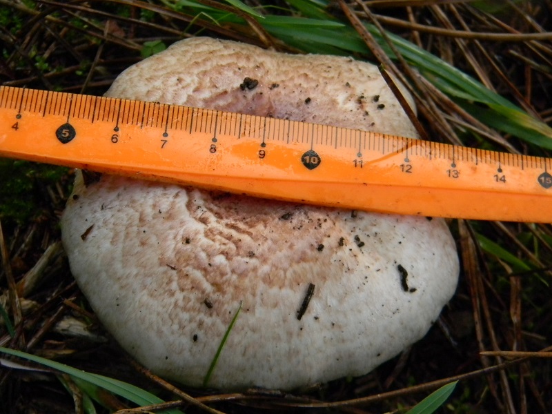 19)Fotogr.il 19.11.2016.sotto pineta marina con Leccio