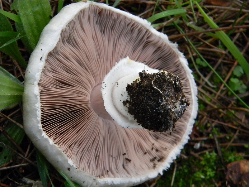 19)Fotogr.il 19.11.2016.sotto pineta marina con Leccio