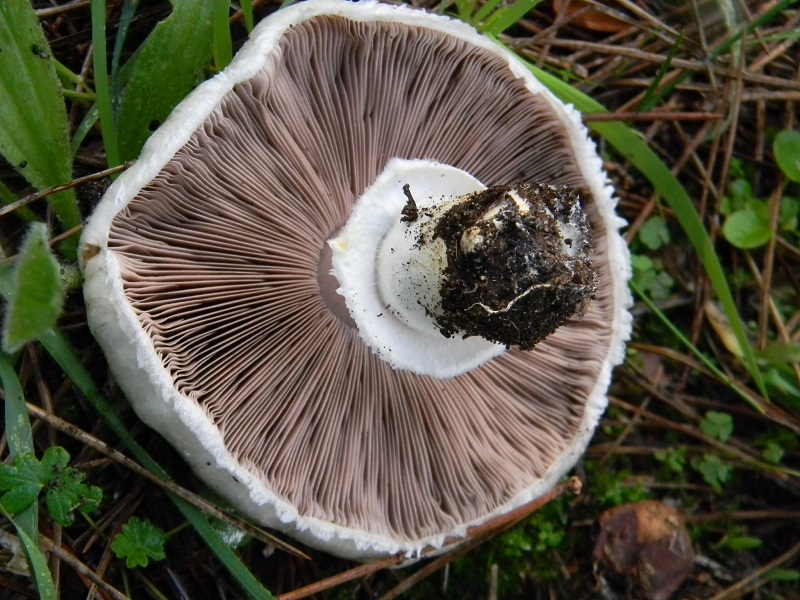 19)Fotogr.il 19.11.2016.sotto pineta marina con Leccio