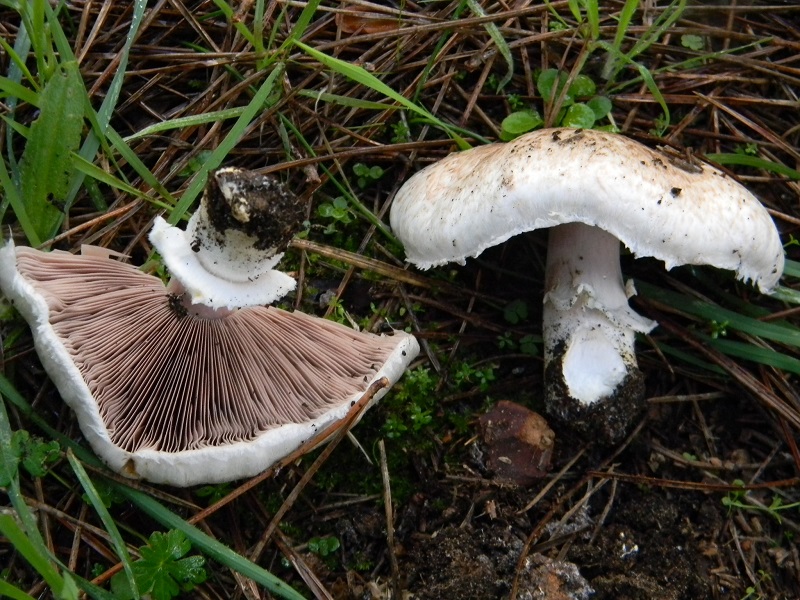 19)Fotogr.il 19.11.2016.sotto pineta marina con Leccio