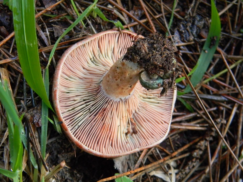 20)Fotogr.il 19.11.2016.sotto pineta marina con Leccio