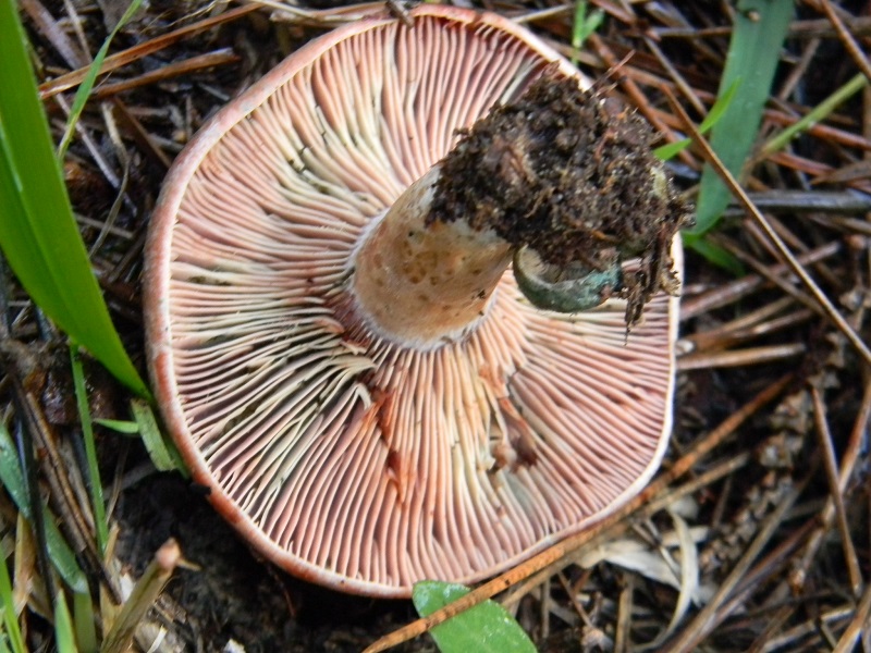 20)Fotogr.il 19.11.2016.sotto pineta marina con Leccio