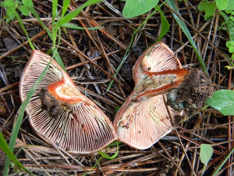 20)Fotogr.il 19.11.2016.sotto pineta marina con Leccio