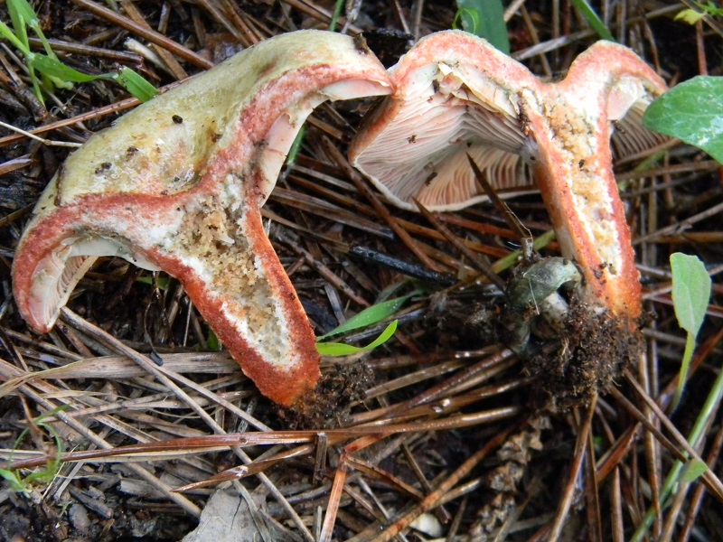 20)Fotogr.il 19.11.2016.sotto pineta marina con Leccio