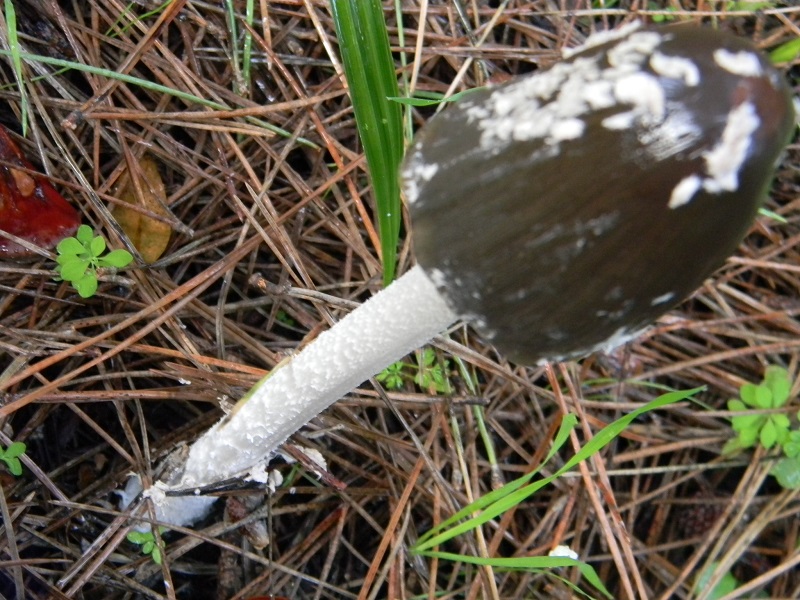 9)Fotogr.il 19.11.2016.sotto pineta marina con Leccio