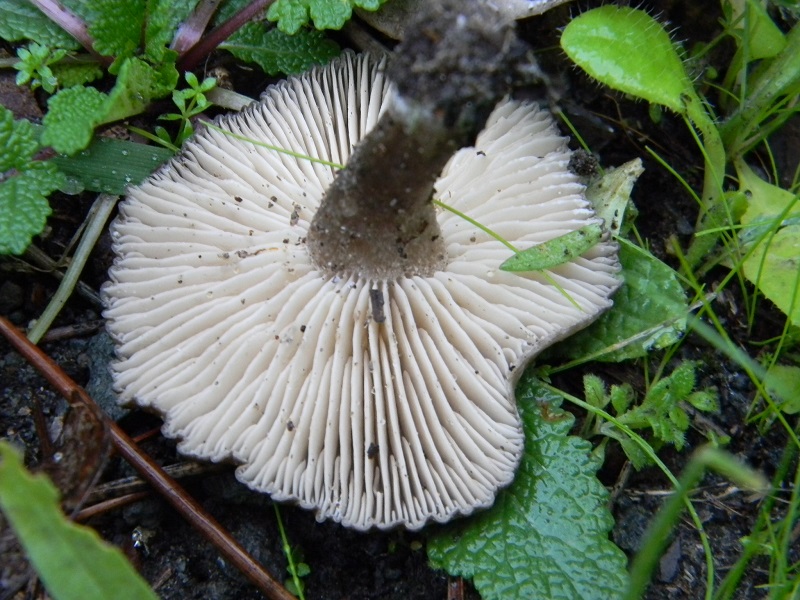 10)Fotogr.il 19.11.2016.sotto pineta marina con Leccio