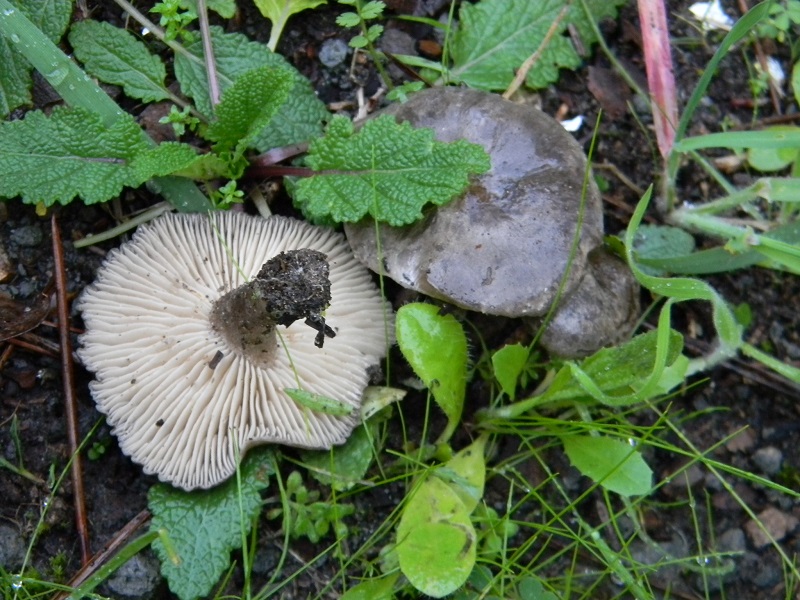 10)Fotogr.il 19.11.2016.sotto pineta marina con Leccio