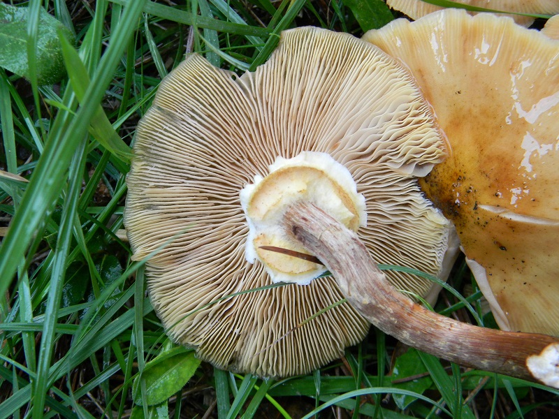 11)Fotogr.il 19.11.2016.sotto pineta marina con Leccio