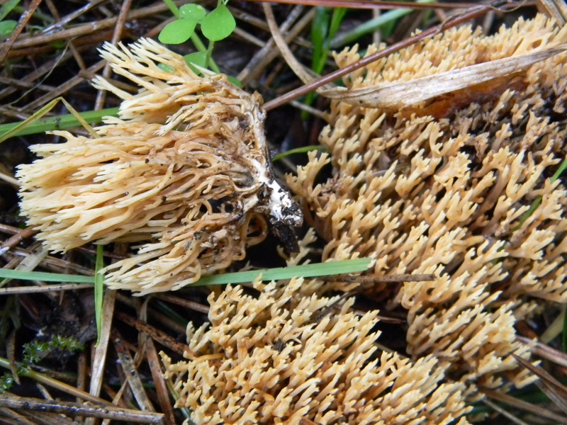 12)Fotogr.il 19.11.2016.sotto pineta marina con Leccio