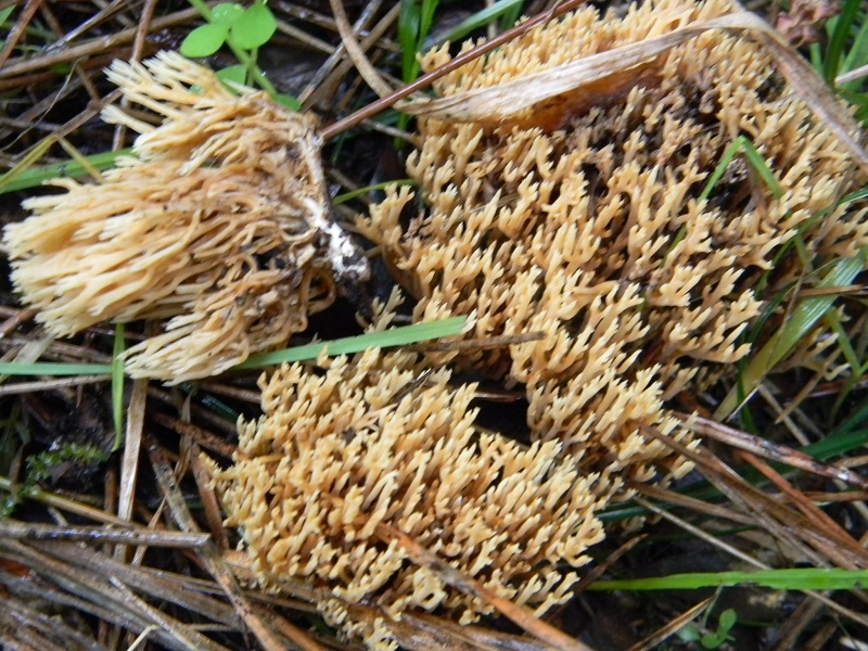 12)Fotogr.il 19.11.2016.sotto pineta marina con Leccio