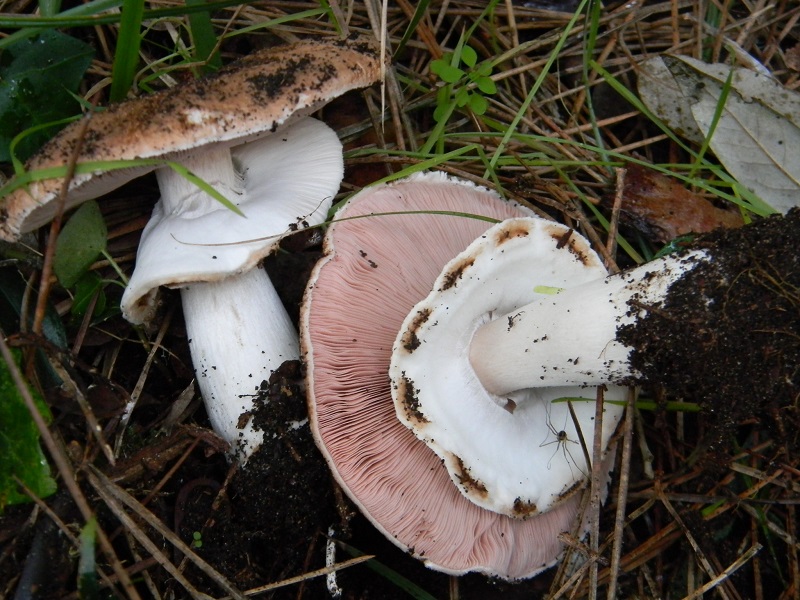 21)Fotogr.il 19.11.2016.sotto pineta marina con Leccio