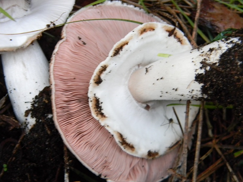 21)Fotogr.il 19.11.2016.sotto pineta marina con Leccio