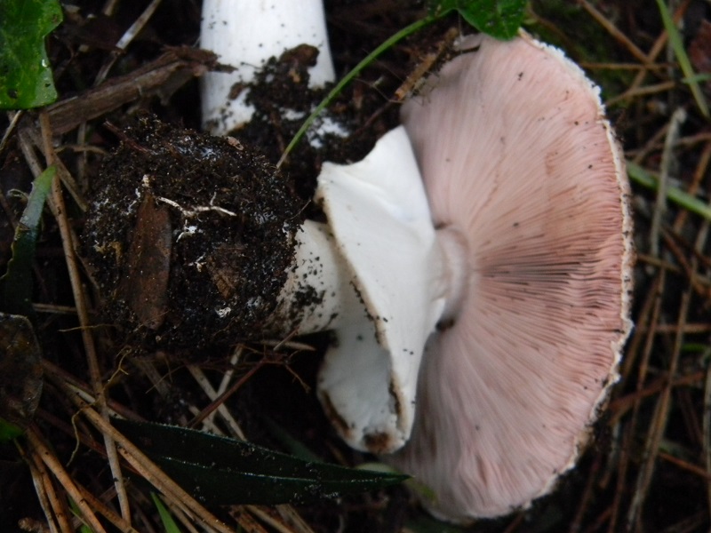 21)Fotogr.il 19.11.2016.sotto pineta marina con Leccio