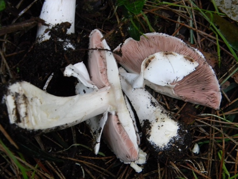 21)Fotogr.il 19.11.2016.sotto pineta marina con Leccio