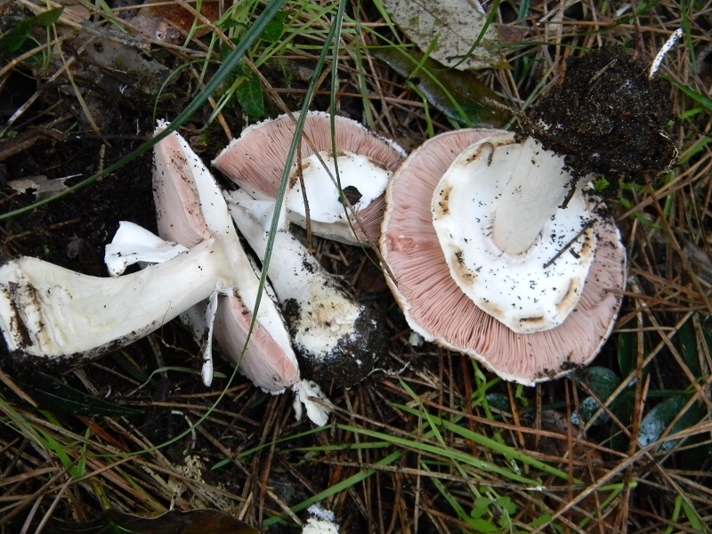 21)Fotogr.il 19.11.2016.sotto pineta marina con Leccio