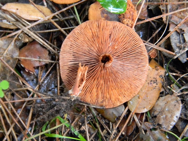 16)Fotogr.il 19.11.2016.sotto pineta marina con Leccio