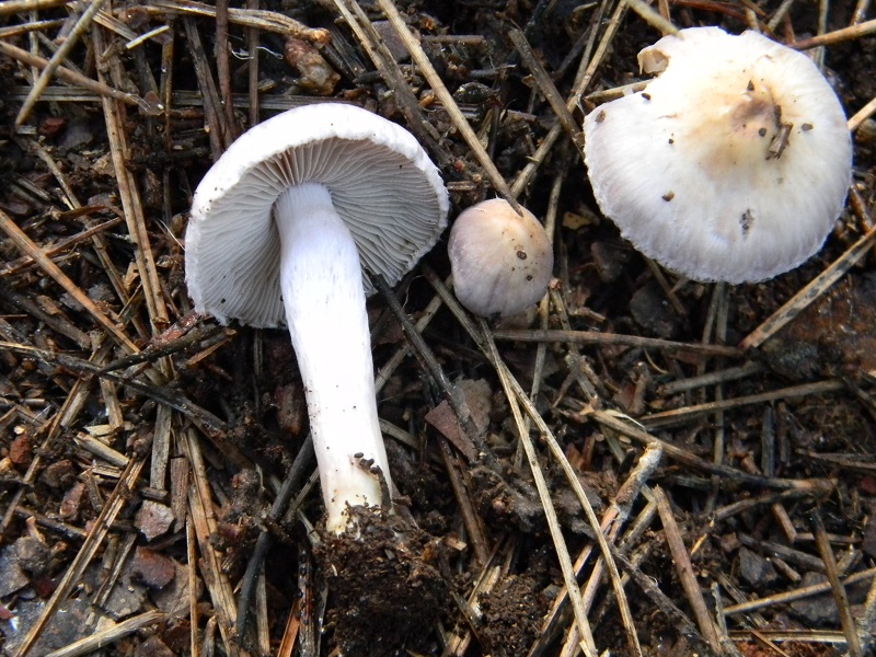 18)Fotogr.il 19.11.2016.sotto pineta marina con Leccio