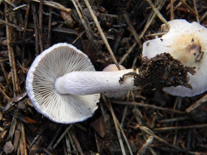 18)Fotogr.il 19.11.2016.sotto pineta marina con Leccio