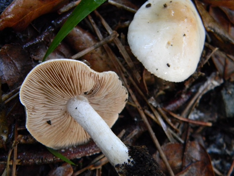 15)Fotogr.il 19.11.2016.sotto pineta marina con Leccio