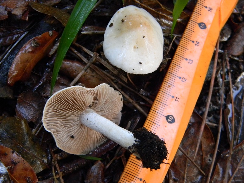 15)Fotogr.il 19.11.2016.sotto pineta marina con Leccio