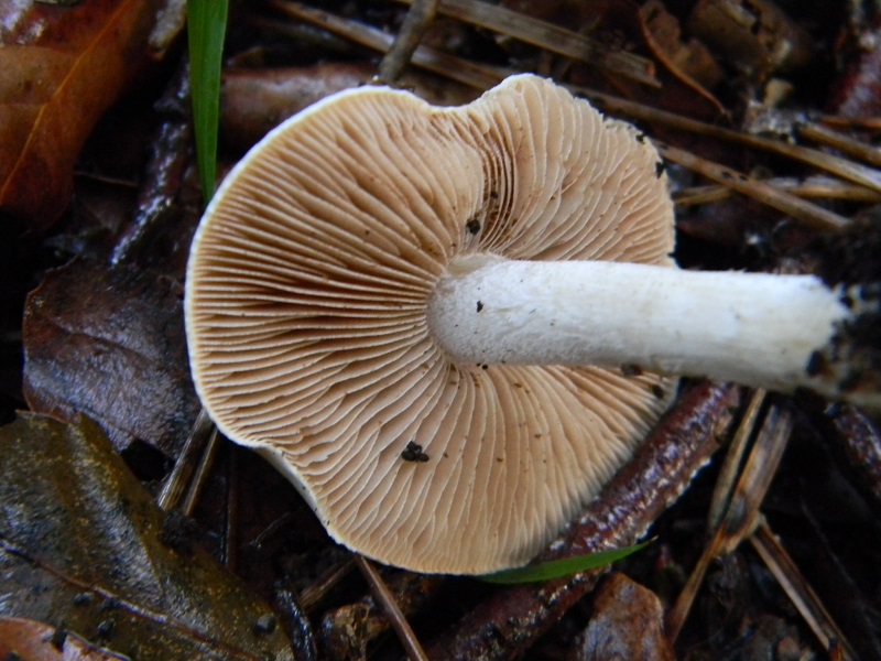 15)Fotogr.il 19.11.2016.sotto pineta marina con Leccio