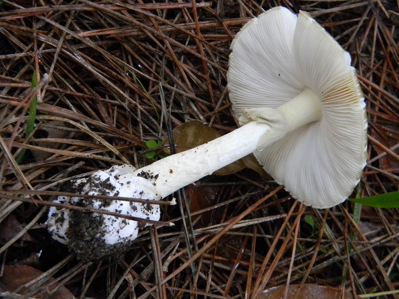 13)Fotogr.il 19.11.2016.sotto pineta marina con Leccio