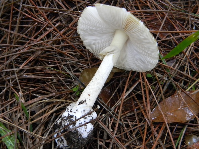 13)Fotogr.il 19.11.2016.sotto pineta marina con Leccio