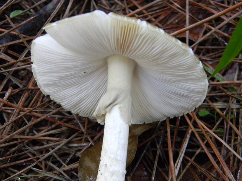 13)Fotogr.il 19.11.2016.sotto pineta marina con Leccio