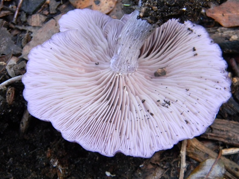 22)Fotogr.il 19.11.2016.sotto Leccio terreno sabbioso