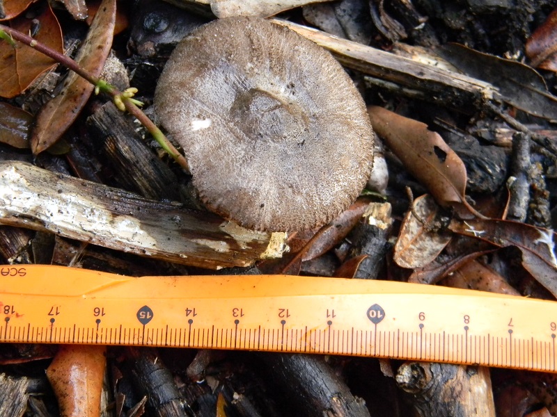 23)Fotogr.il 19.11.2016.sotto Leccio terreno sabbioso