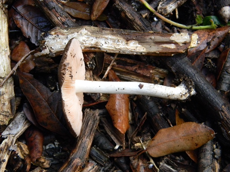 23)Fotogr.il 19.11.2016.sotto Leccio terreno sabbioso