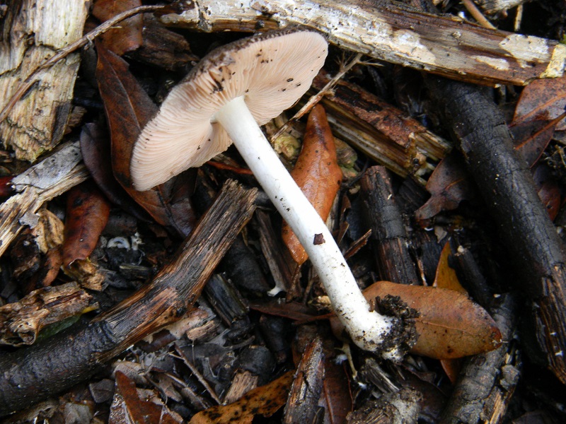 23)Fotogr.il 19.11.2016.sotto Leccio terreno sabbioso