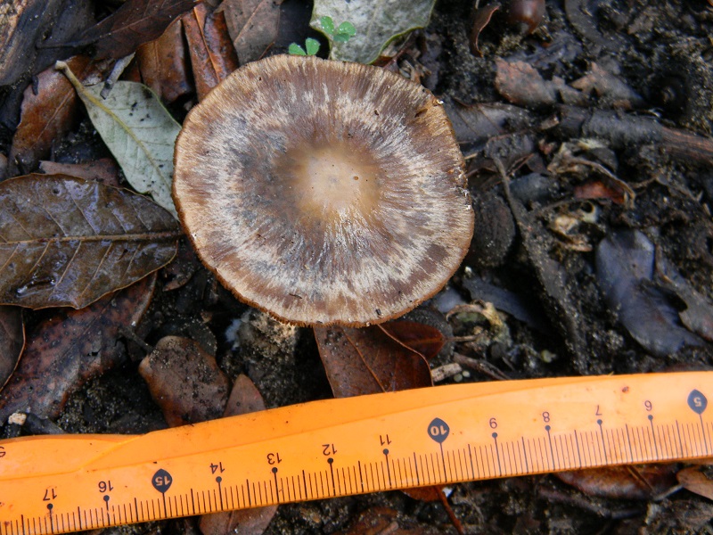 24)Fotogr.il 19.11.2016.sotto Leccio terreno sabbioso