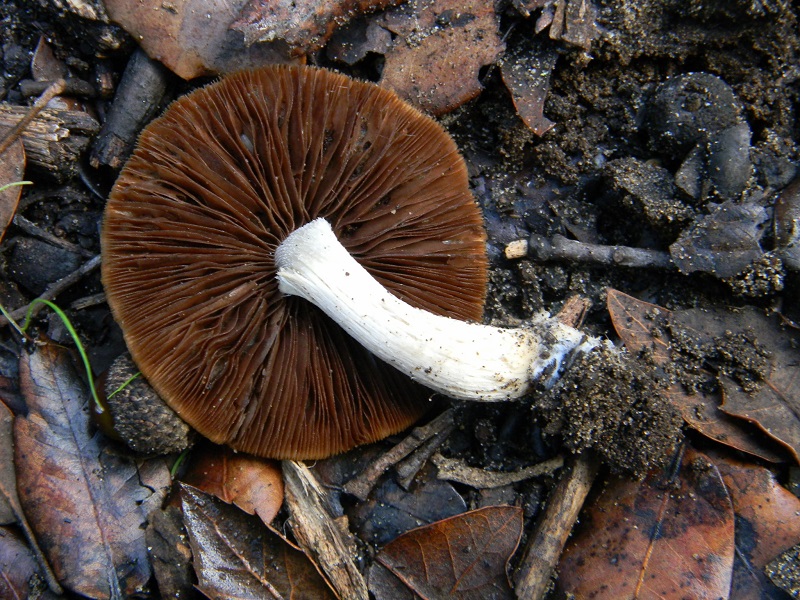 24)Fotogr.il 19.11.2016.sotto Leccio terreno sabbioso