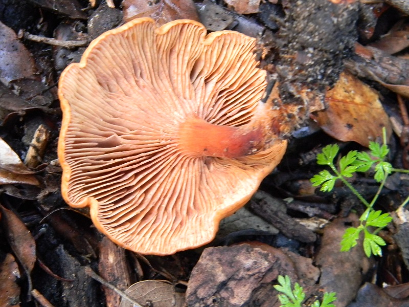 25)Fotogr.il 19.11.2016.sotto Leccio terrreno sabbioso