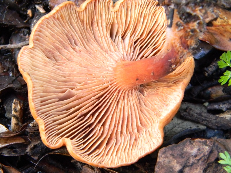 25)Fotogr.il 19.11.2016.sotto Leccio terrreno sabbioso