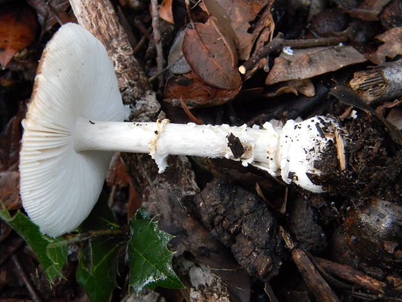 27) Fotogr.il 19.11.2016.sotto Leccio terr.sabb.