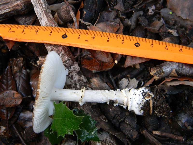 27) Fotogr.il 19.11.2016.sotto Leccio terr.sabb.