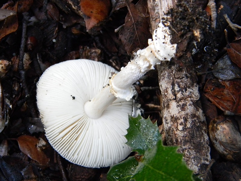 27) Fotogr.il 19.11.2016.sotto Leccio terr.sabb.