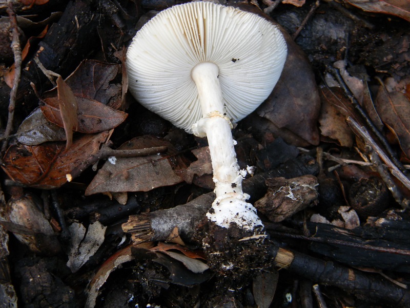 27) Fotogr.il 19.11.2016.sotto Leccio terr.sabb.