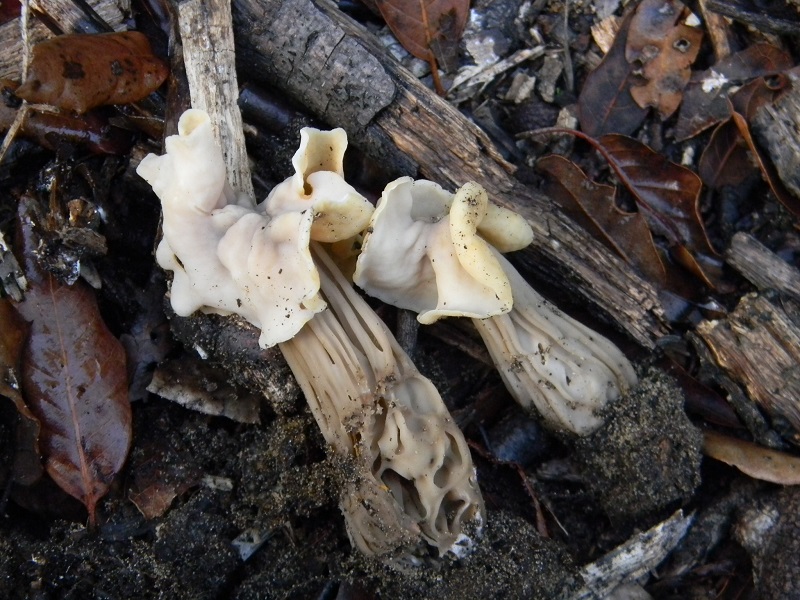 31)Fotogr.il 19.11.2016.sotto Leccio terr.sabb.