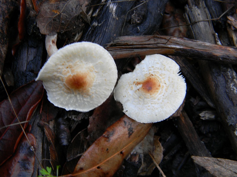 28)Fotogr.il 19.11.2016.sotto Leccio terr. sabb.