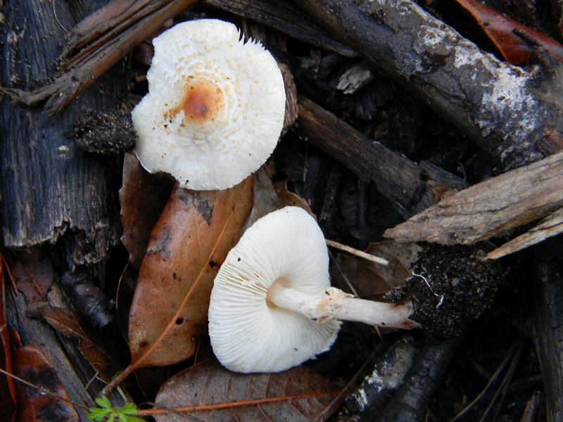 28)Fotogr.il 19.11.2016.sotto Leccio terr. sabb.