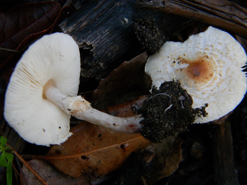 28)Fotogr.il 19.11.2016.sotto Leccio terr. sabb.