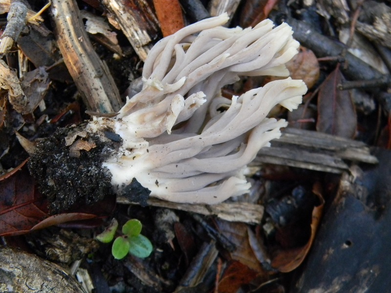 26)Fotogr.il 19.11.2016.sotto Leccio terr.sabb.