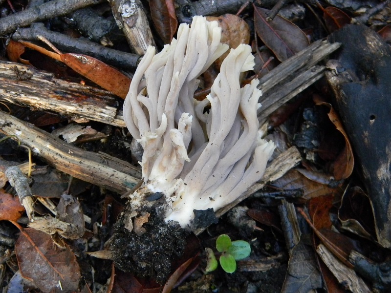 26)Fotogr.il 19.11.2016.sotto Leccio terr.sabb.