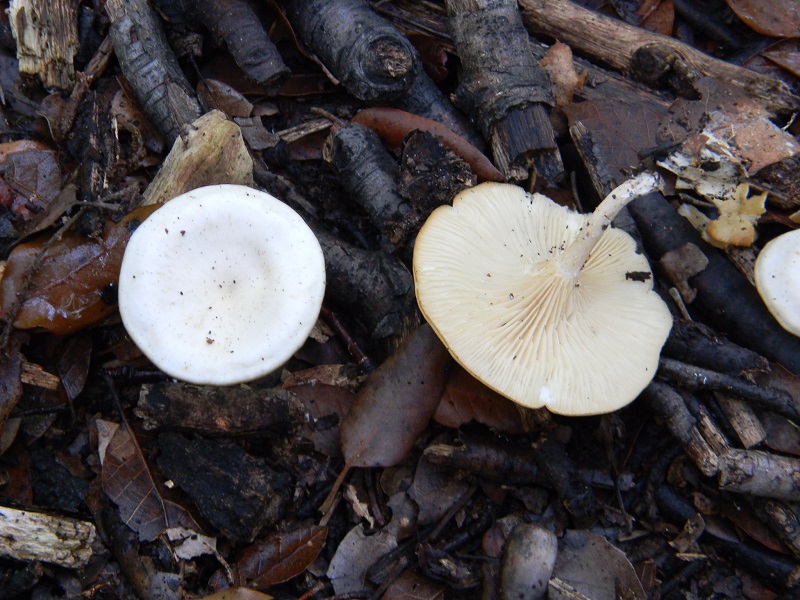 29) Fotogr.il 19.11.2016.sotto Leccio terr.sabb.